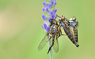 Mating Common Awl Robberflies (Neoitamus cyanurus)